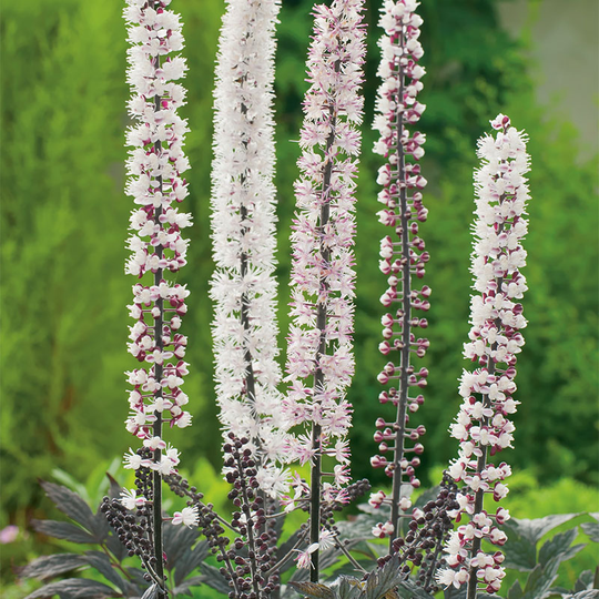 PERENN HÖSTSILVERAX PINK SPIKE